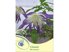 �������� ���������� ��� ��������