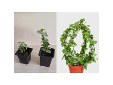 ������ White wonder.png