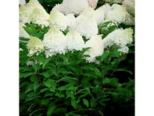 ��������� ����������� ������ ����,���������