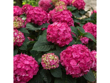 ������� ������ ���