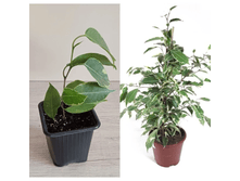 ����� Benjamina ���.png