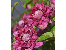 �������� ���������� �������� ����� �������