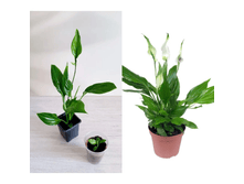 ����������� Chopin.png