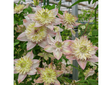 �������� �������� ������