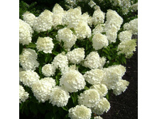 ��������� ����������� ������� ������