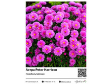 ����� Peter Harrison (�������������) ��������� ���. 8021. 216 ���.