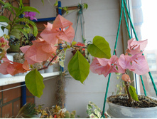 DSC09134.JPG ����������� ��������� - 200