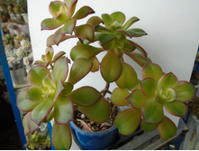 DSC09173.JPG ������ ���� - 250