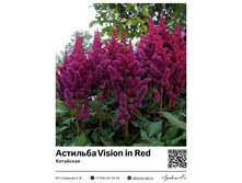 �������� Vision in Red (���������)  200 ���.