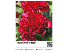 ���� Double Red ��������� ���. 16022. 367 ���.