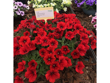 ������� Surfinia Table Dark Red 150�