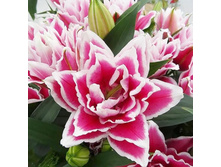 ���� Kyra- 270 ���.