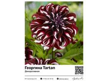 �������� ������ Tartan (������������) ��������� ���. 9032. 407 ���.