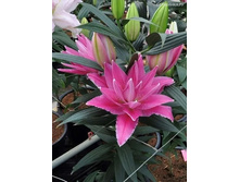 ���� Azra- 300 ���.