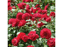 R330 ���� ����.png 313 ���