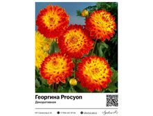 �������� Procyon (������������) ��������� ���. 9029. 336 ���