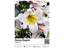 ����� Regale (���������) ��������� ���. 5136. 140 ���.