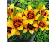 ���� Sweet Valley- 200 ���.