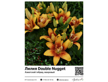 ����� Double Nugget (��������� ������, ��������) ��������� ���. 5198. 151 ���.