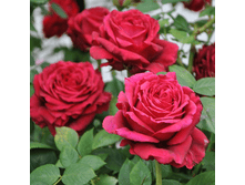 R545 ������ �����.png 313 ���