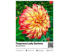 �������� Lady Darlene (������������) 390 ���.