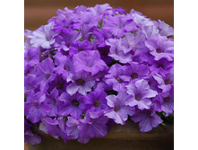 ������� Surfinia Heavenly Blue. 150�