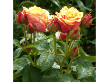 R541 ����� ������.png 313 ���