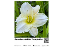 �������� White Temptation ��������� ���. 10028. 385 ���.