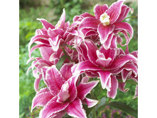 ���� Nowa - 300 ���