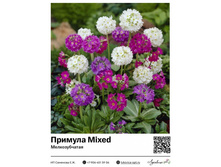 ������� [���������] Mixed (�������������) ��������� ���. 54003. 260 ���.