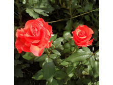 R246 ������.png 313 ���