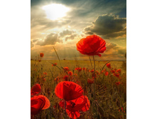 1 �� 350 ��� ��� ��� ����� ������� �� ������� �� ������ � ���������� 40�50 �� VA-2193