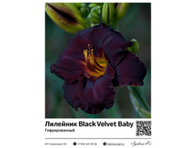 �������� Black Velvet Baby (�������������) 585 ���