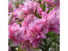 ���� Sara- 300 ���.