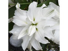 ���� Ramona - 300 ���.