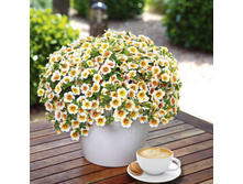 ���������� CALITASTIC CAPPUCINO 185�