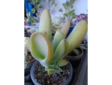 DSC09158.JPG��� ����� 250