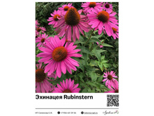 �������� Rubinstern 100 ���.