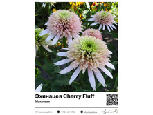 �������� Cherry Fluff (��������) 755 ���