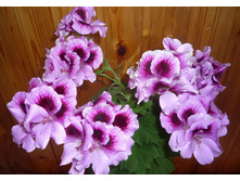 ���������� ����������� Elegance Purper Majesty 270�