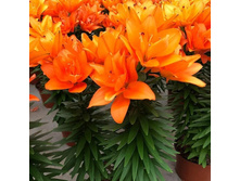 ���� Dutch Design ���� - 150 �.