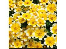 ������ Taka Tuka White Yellow 140�