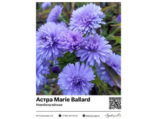 ����� Marie Ballard (���������������) ��������� ���. 8020. 216 ���