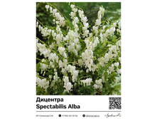 �������� Alba (������������) ��������� ���. 37024. 285 ���.