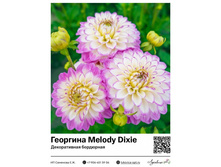 �������� Melody Dixie (������������ ���������) ��������� ���. 9015. 425 ���