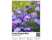 ����� Dragon Blue (���������������) ��������� ���. 8018. 216 ���.