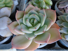 DSC09168.JPG �. Sharmon - 200