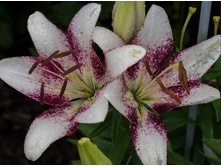 ���� Sweet Zanica - 200 ���.