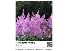 �������� Pumila (���������) 210 ���.