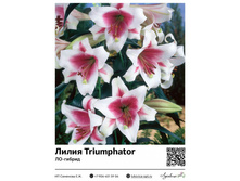 ����� Triumphator (��-������) ��������� ���. 5149. 84 ���.